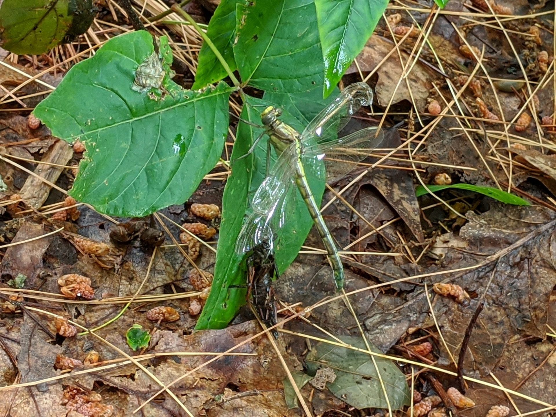 Molting dragonfly - June 2020 Ashland State Park