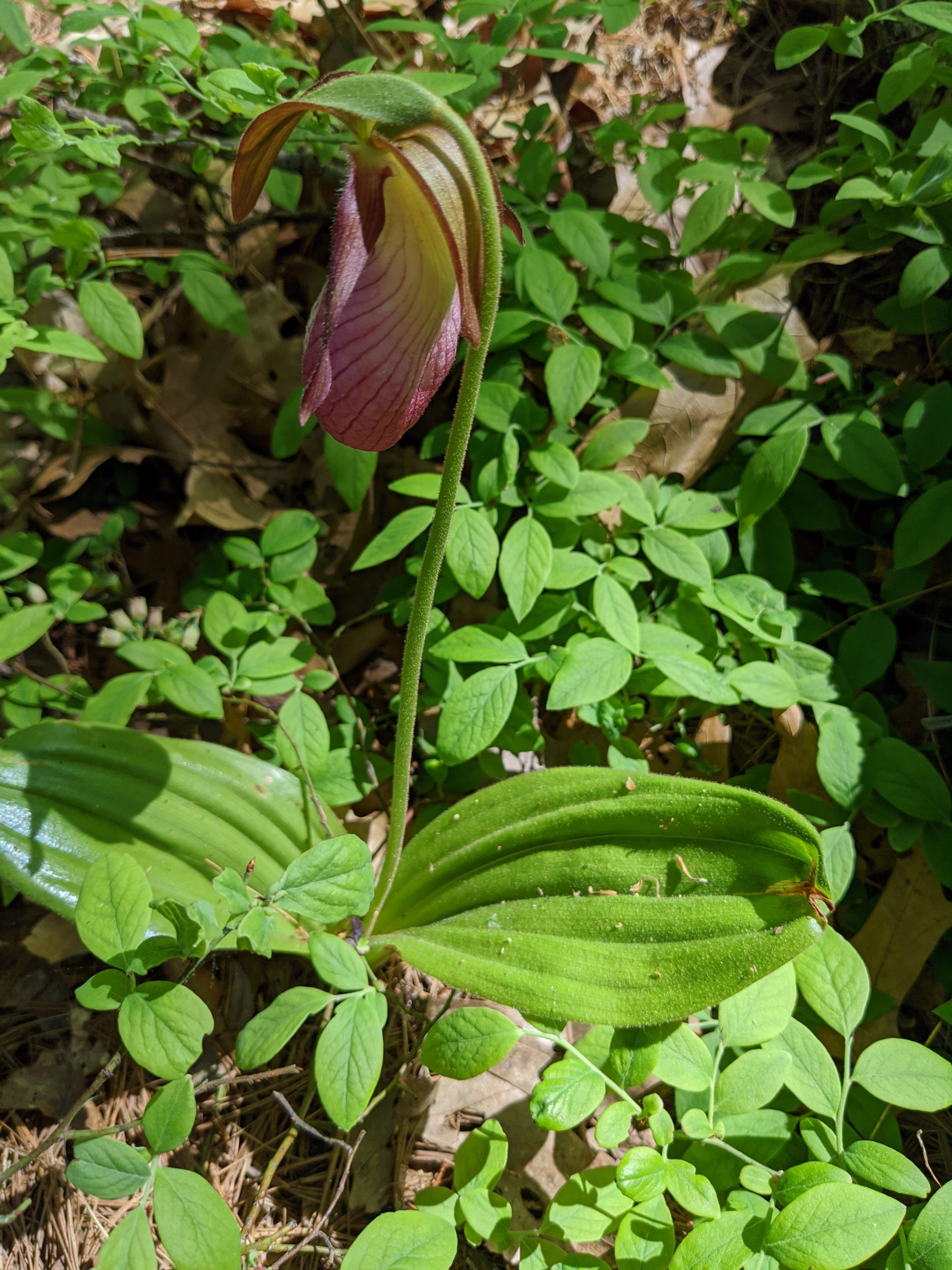 Ladyslipper flower in Ashland State Park May 2020 Ashland State Park