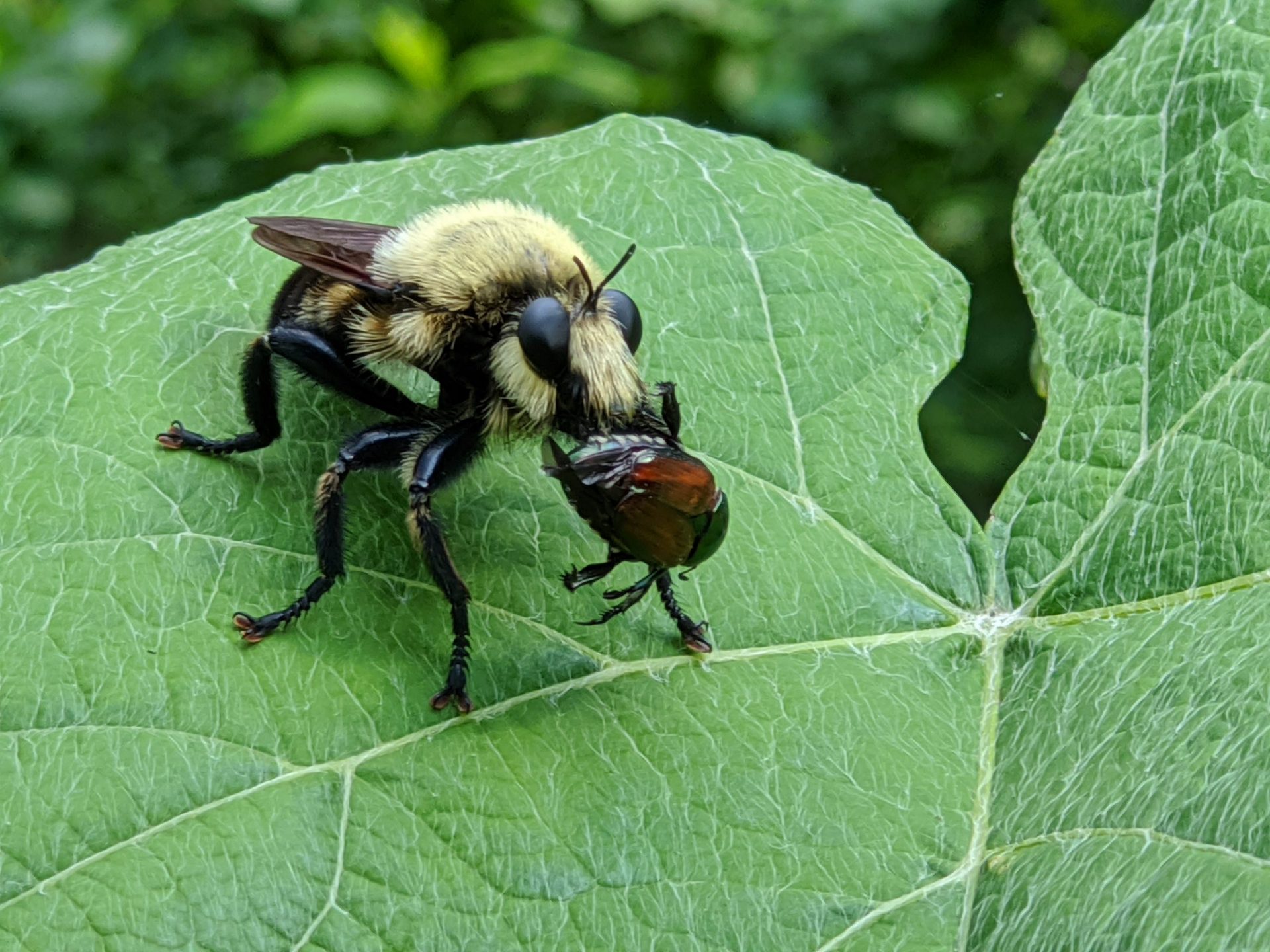 Fly with Japanese Beetle in jaws - Bee mimic - June 2020