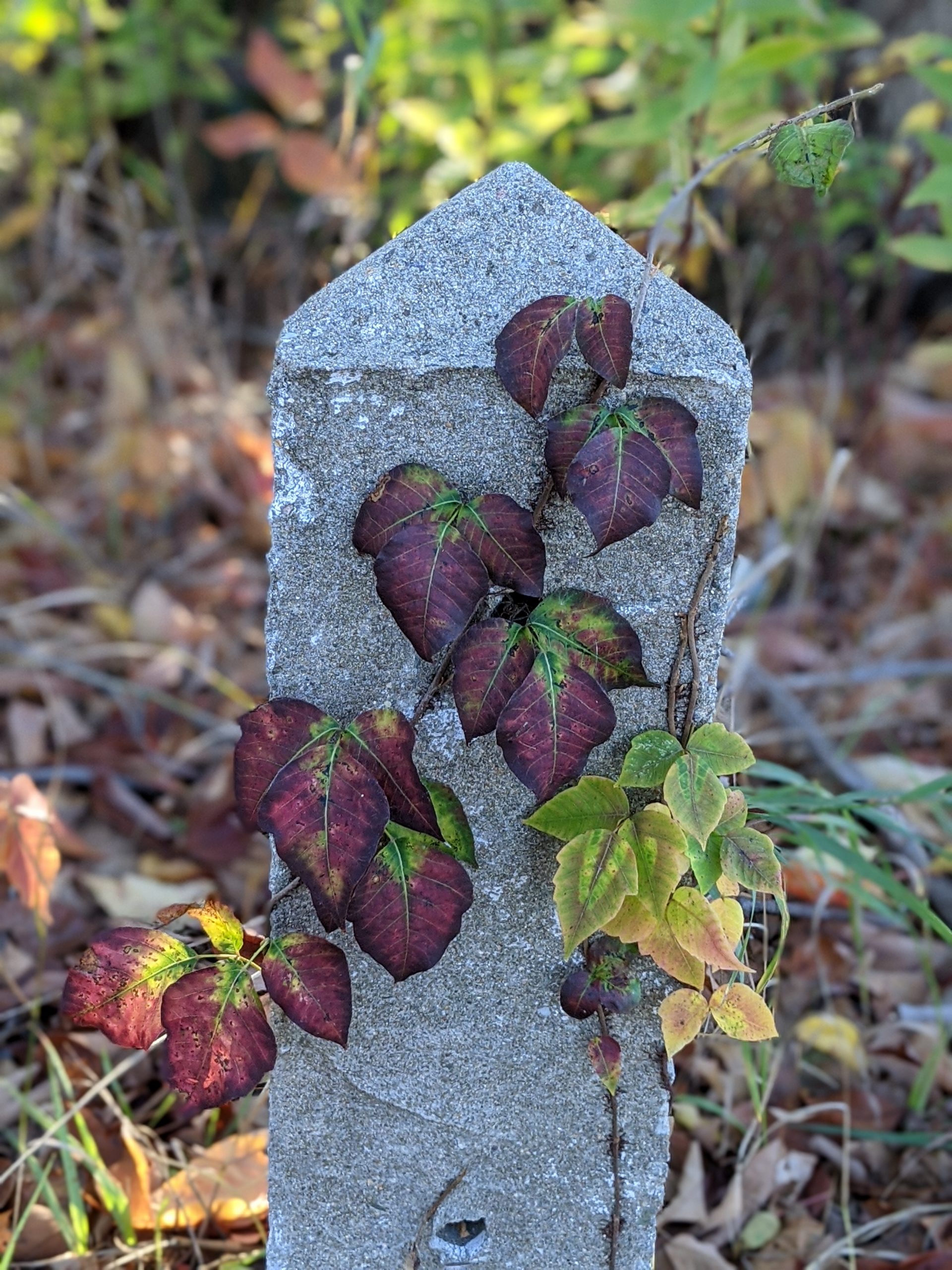 Purple poison ivy on pillar October 2020