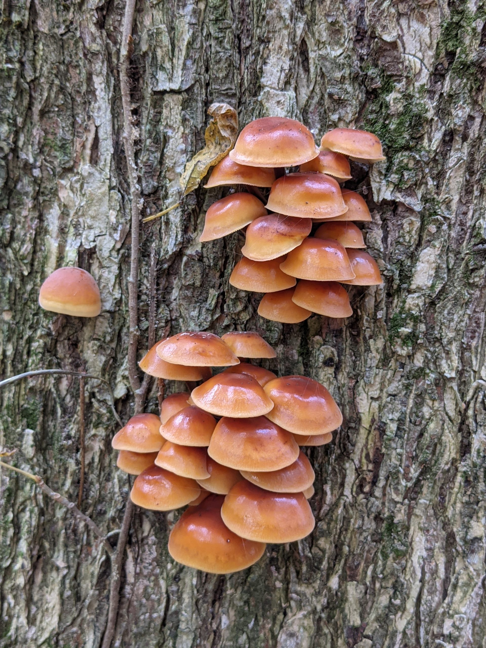 Bracket mushrooms - October 2020