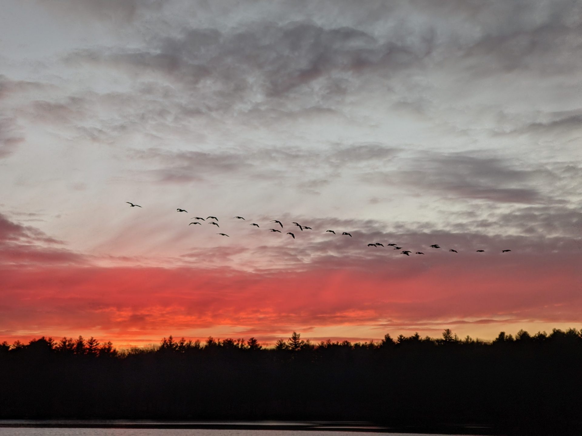 Geese Landing at Sunset Ashland State Park January 6, 2021